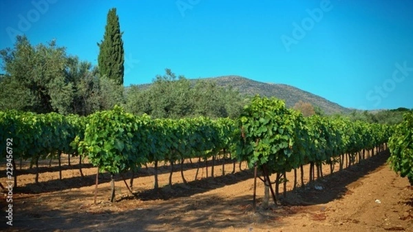 Obraz Vineyard In Greece