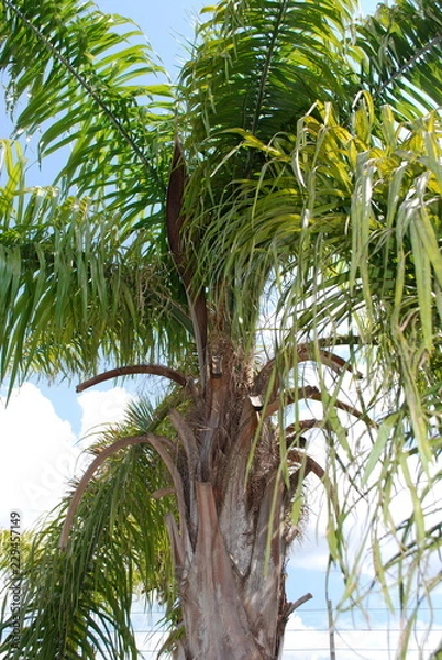 Obraz Palm Tree