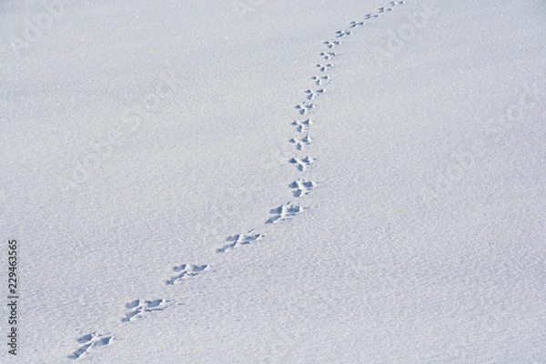 Obraz 雪の上の野生動物の足跡