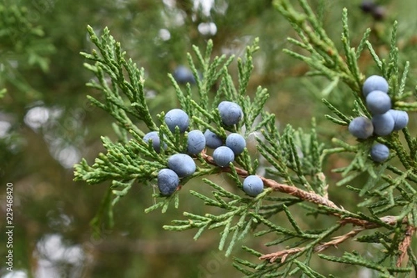 Obraz Closeup of juniper red cedar tree branches with blue berries