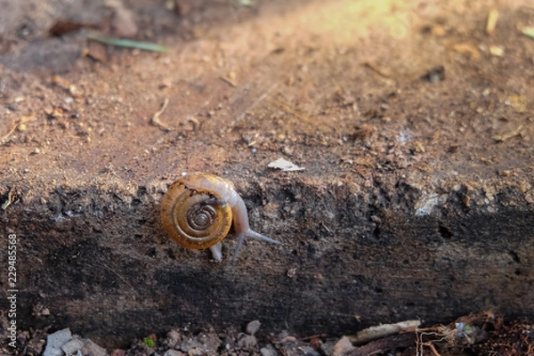 Fototapeta snail was walking on the ground in the garden, Snail in the garden, Snail on the way.