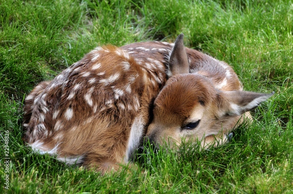 Obraz fawn resting in the grass
