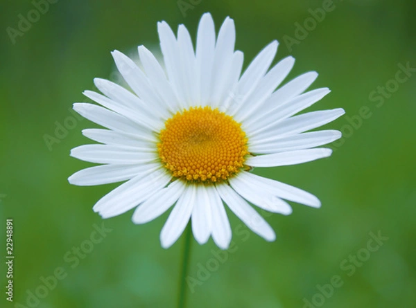 Fototapeta Chamomile flower