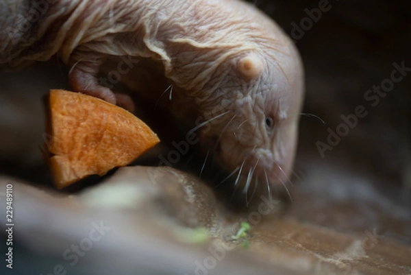 Obraz naked mole rat