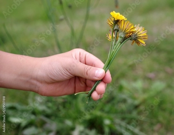 Fototapeta タンポポの花を摘み取る手