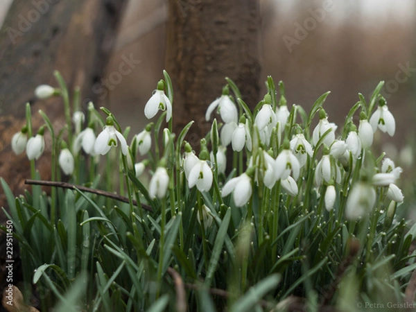 Fototapeta Schneeglöckchen