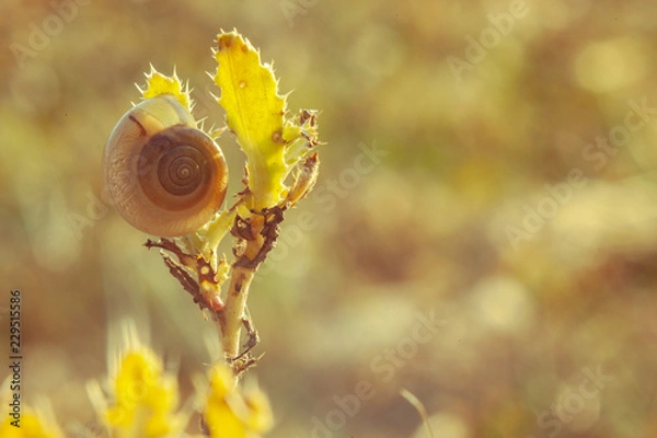 Fototapeta Schnecke