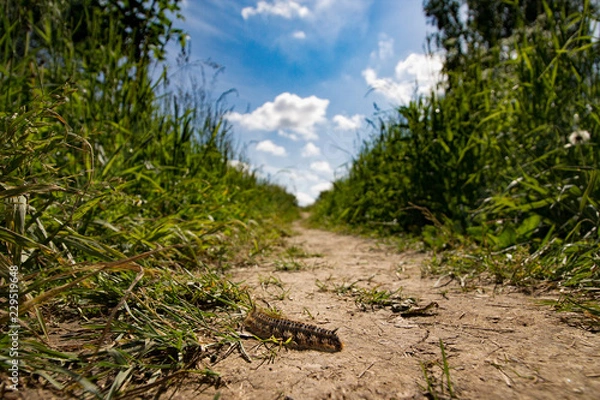Obraz caterpillar