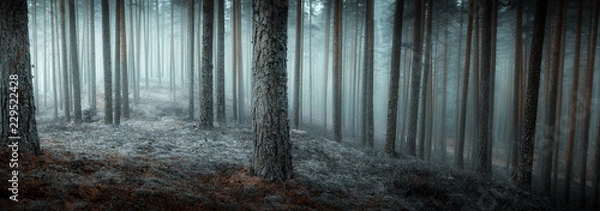 Obraz jesień mglisty las