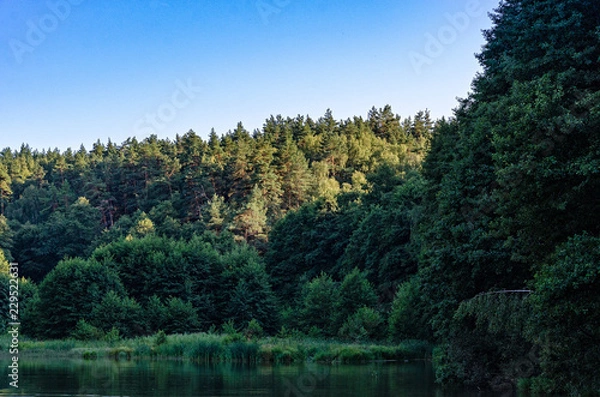 Obraz spruces in the sun