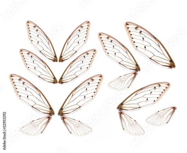 Fototapeta Insect cicada wing  isolated on white background