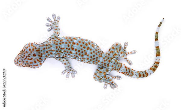 Obraz gecko  isolated on  white background