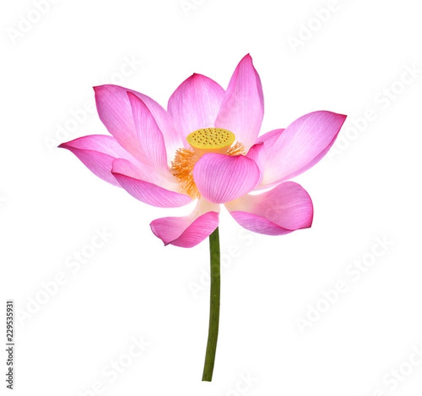 Fototapeta Lotus flower  on white background.