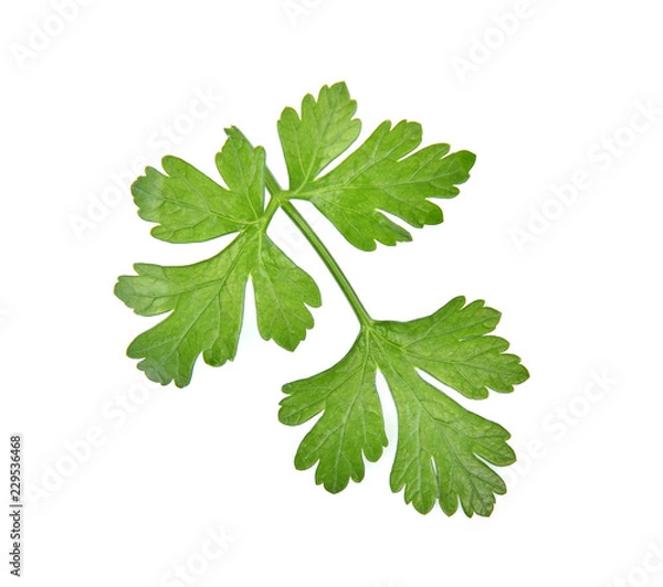 Obraz parsley  on white background.