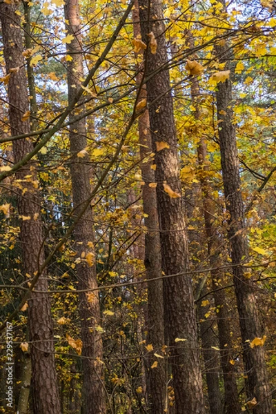 Fototapeta Tree Trunks 