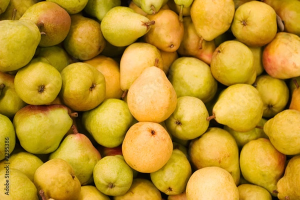Obraz harvest time for pears