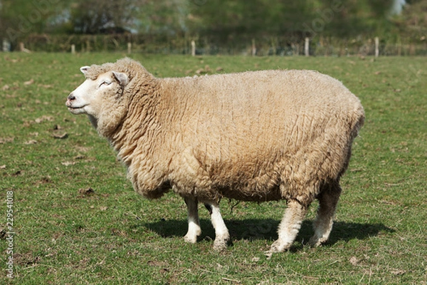 Fototapeta Poll Dorset Ewe