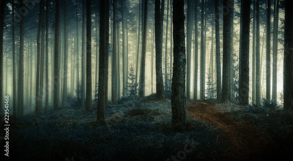 Obraz ciemny las