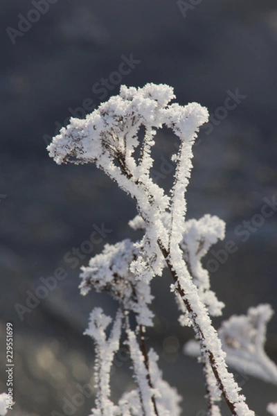 Fototapeta frost on the branches