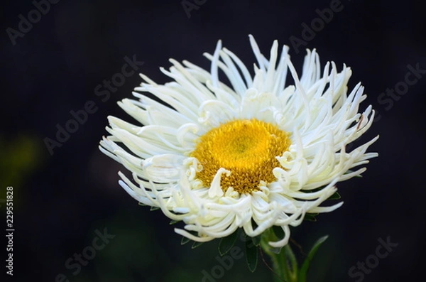 Obraz Beautiful bush of hydrangea flowers in a garden