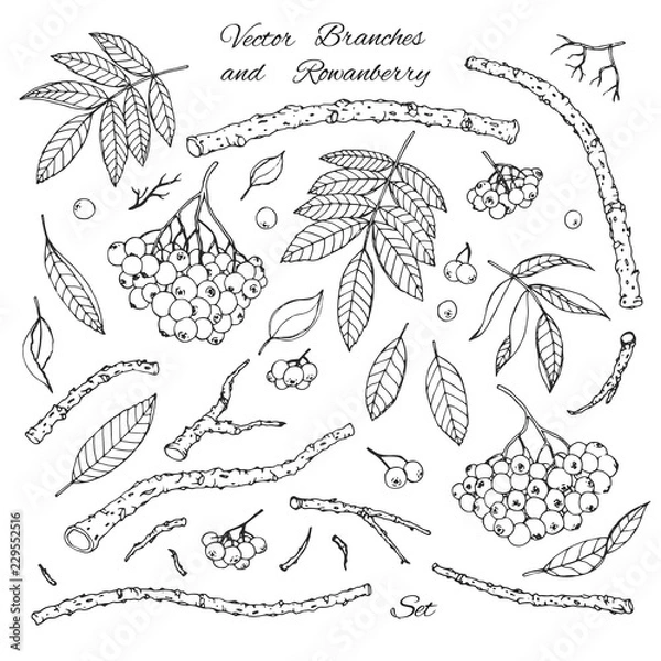 Fototapeta Hand drawn vector set of branches, leaves and rowanberry outline isolated on white background. Winter decoration in sketch style.