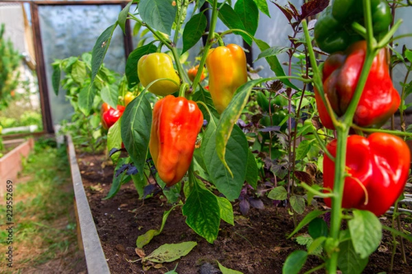 Obraz Свежий,красивый болгарский перец на грядке.Горизонтально.