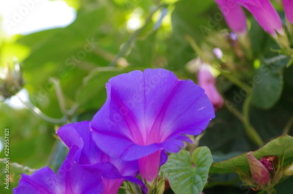 Fototapeta 琉球アサガオ