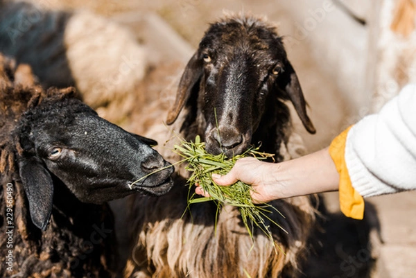 Fototapeta partial view of female farmer feeding sheep by grass at ranch