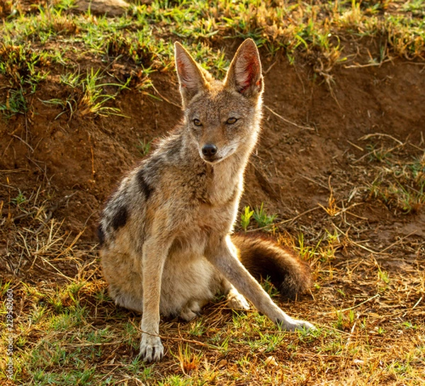 Fototapeta silver back jackal
