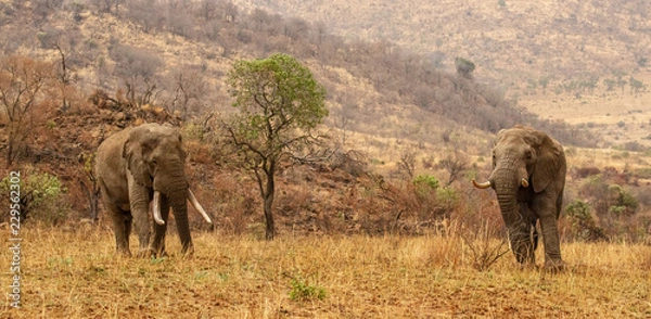 Fototapeta two big boys