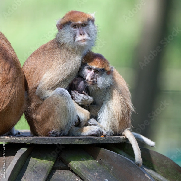 Fototapeta macaques
