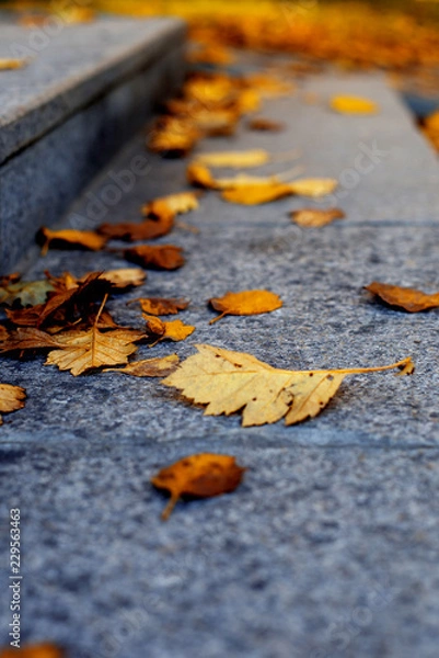 Fototapeta  color image of a road covered with brown and yellow leaves on an autumn day.