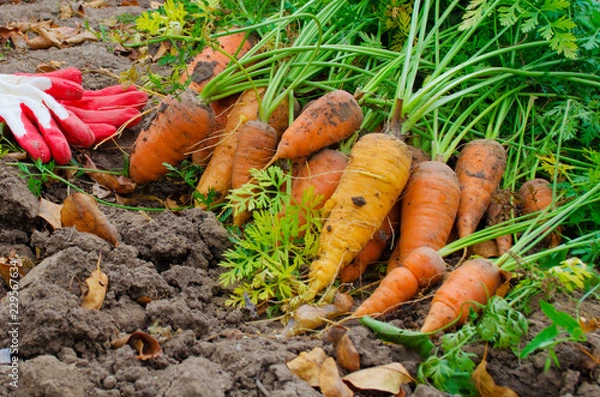 Obraz harvesting carrots in the fall