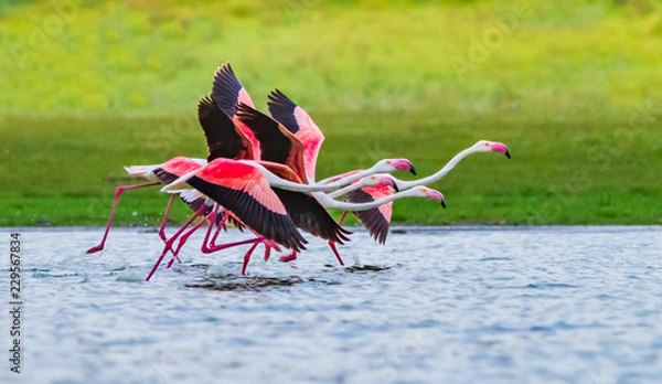 Obraz Galloping Flamingos - A small flock of greater flamingos appear to be galloping across the water surface of the lake as they gather speed for take off. Lake Nakuru, Lake Nakuru National Park, Kenya, A
