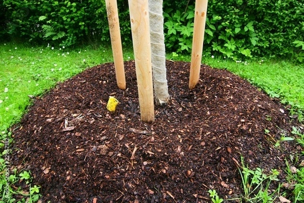 Fototapeta planting tree