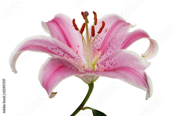 Fototapeta rosa Lilie