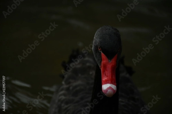 Fototapeta コクチョウ