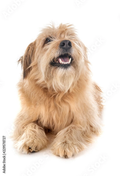Obraz pyrenean shepherd in studio