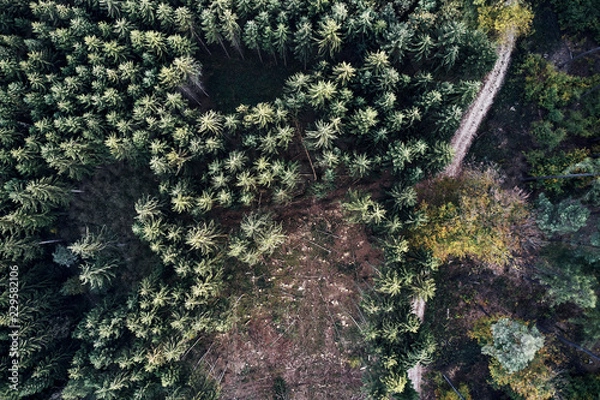 Fototapeta Autumn forest aerial drone view from above, dji