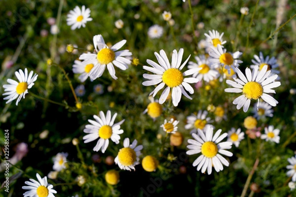 Obraz chamomile