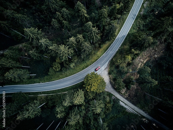 Fototapeta street between large trees from top with drone aerial view, landscape, autumn