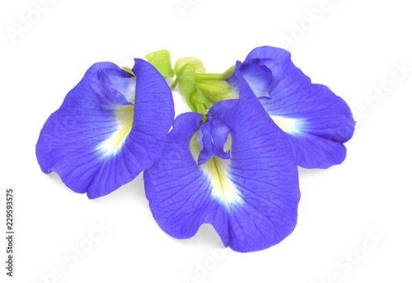 Obraz kaffir lime on white background