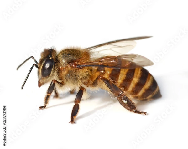 Obraz bee isolated on white  background