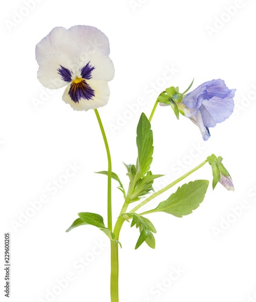 Obraz pansies