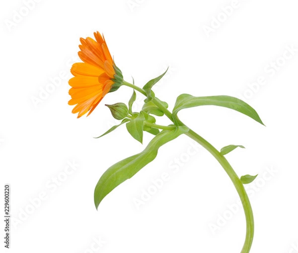 Obraz Flower of calendula