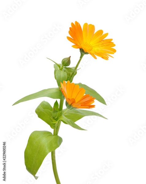 Obraz Flower of calendula