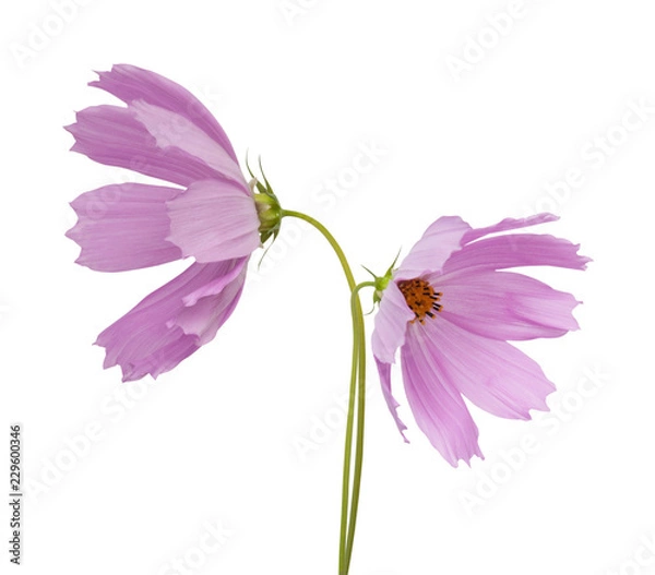 Obraz cosmos flower