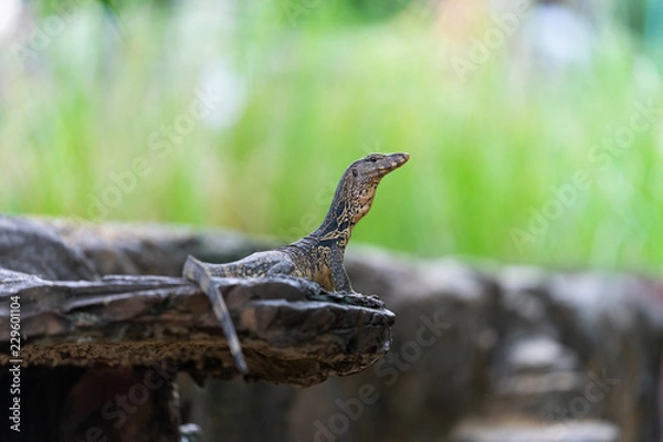 Obraz lizard on a rock
