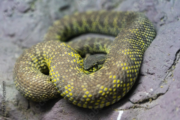 Obraz Mangrove Pit Viper