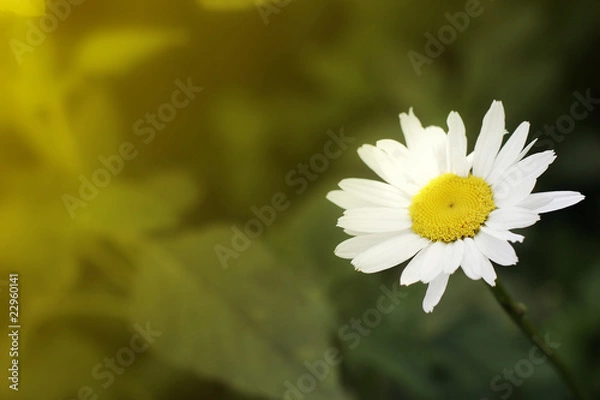 Obraz background with a camomile